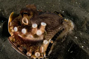 Indo Pacific Ocean Creatures Drucke: Coconut octopus in a broken bottle with eggs
