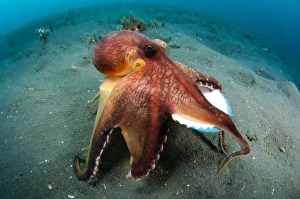 Amphioctopus Marginatus Drucke: A Coconut Octopus, Lembeh Strait, Sulawesi, Indonesia