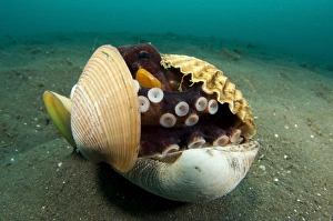 Ein Kokos-Octopus im Lembeh-Strait in der Insel-Sulawesi auf den Philippinen (Indonesien)