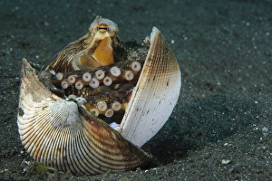 Ein Kokenopausch, Lembeh-Strait, Sulawesi, Indonesien