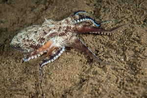 Amphioctopus Marginatus Drucke: Coconut octopus in the Philippines