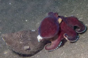 Amphioctopus Marginatus Drucke: Coconut octopus sits by a coconut shell