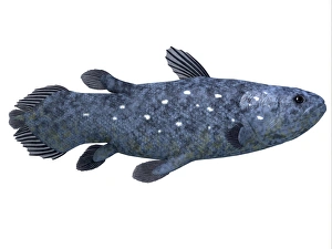 Prehistoric Sea Life Drucke: Coelacanth fish against white background