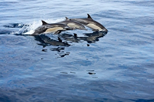 Pacific Ocean Dolphins Drucke: Three common dolphin, Delphinus delphis