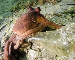 Gemeiner Oktopus schützt ein Flaschenbier in West Palm Beach, Florida