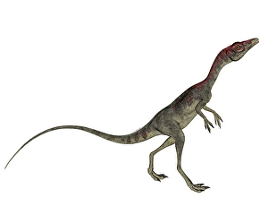 Bipedal Dinosaur Species Drucke: Compsognathus dinosaur