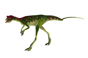 Bipedal Dinosaur Art Drucke: Compsognathus dinosaur walking