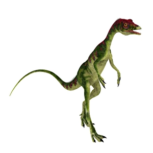 Prehistoric Creature Drucke: Compsognathus dinosaur walking upright