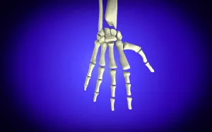 Human Bone Anatomy Drucke: Conceptual image of bones in human hand