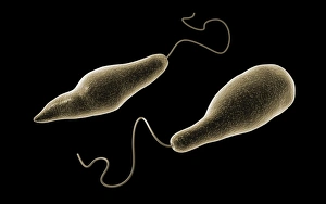 Konzeptionelles Bild von Euglena