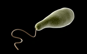 Konzeptionelles Bild von Euglena