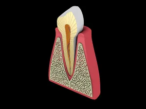 Human Tooth Anatomy Drucke: Conceptual image of human tooth