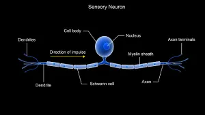 Cell Biology Images Drucke: Conceptual image of a sensory neuron