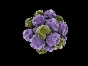 RNA Virus Structure Drucke: Conceptual image of a single norovirus