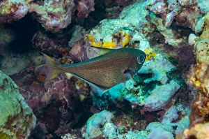 Perciformes Family Photos Drucke: A copper sweeper, Pempheris oualensis