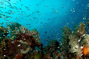 Animal Themes In Nature Drucke: Corals and fish in the Philippines