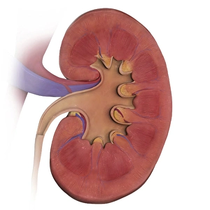 Kidney Anatomy Drucke: Coronal section of left kidney