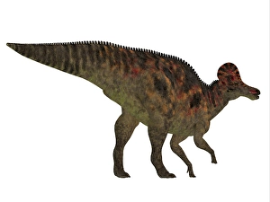 Cretaceous Era Dinosaurs Drucke: Corythosaurus dinosaur, white background