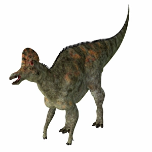 White Background Dinosaur Image Drucke: Corythosaurus dinosaur, white background
