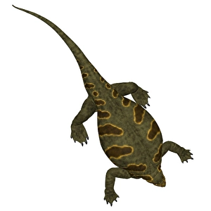 White Background Wildlife Art Drucke: Cotylorhynchus dinosaur on white background