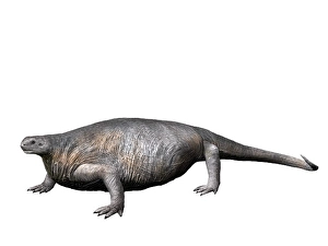Prehistoric Wildlife Art Drucke: Cotylorhynchus romeri, Synapsida