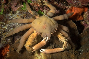 Philippine Sea Creatures Drucke: Crab in the Philippines