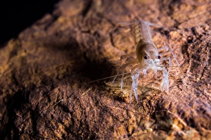 Freshwater Crustaceans Drucke: Crawfish found in an Oklahoma cave