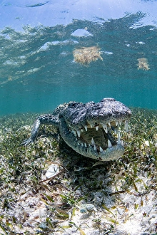 Animal Behavior In The Wild Drucke: A crocodile defends its territory