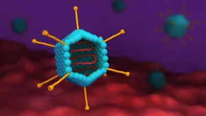 Viral Capsid Structure Drucke: Cross section of an adenovirus