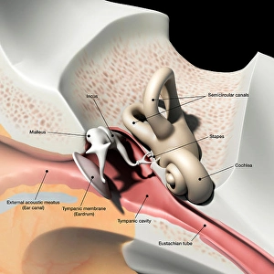 Human Ear Anatomy Drucke: Cross section of the human ear, with labels