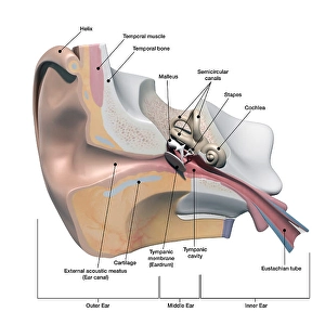 Human Ear Anatomy Drucke: Cross section of the human ear, with labels