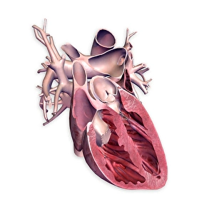 Cardiovascular System Illustration Drucke: Cross section of human heart