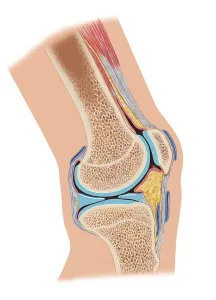 Human Leg Anatomy Drucke: Side cross section of knee joint showing internal structures