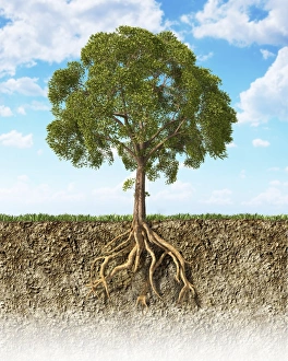 Environmental Conservation Concept Drucke: Cross section of soil showing a tree with its roots