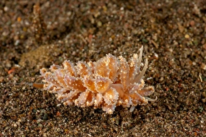 Gastropod Animal Pictures Drucke: Cryptic nudibranch, Phyllodesmium crypticum