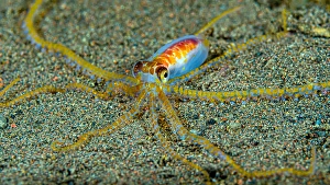 Bali Wildlife Drucke: Cryptic wunderpus octopus