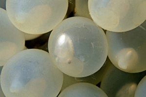 Animal Behavior In The Wild Drucke: These cuttlefish eggs, Sepia pharaonis