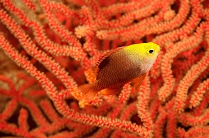 Tropical Fish Images Drucke: This darker version of Talbot's damselfish