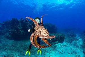 Underwater Animal Encounters Drucke: This day octopus, Octopus cyanea