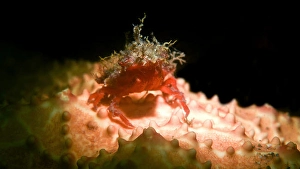 Arthropod Close Up Drucke: A decorator crab on a starfish