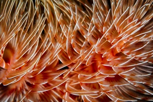 Polychaete Worms Drucke: Detail of the delicate tentacles of a feather duster worm