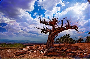 National Park Scenic Views Drucke: Desert Landscape