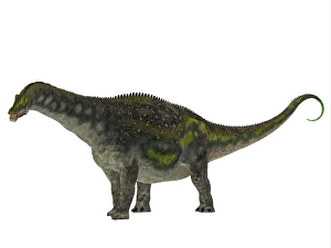 Prehistoric Creature Drucke: Diamantinasaurus dinosaur, side profile
