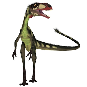 Bipedal Dinosaur Species Drucke: Dilong dinosaur, front view