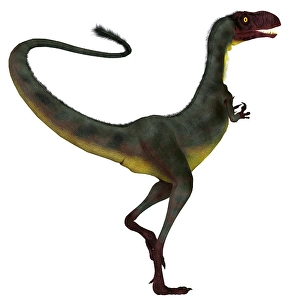 Cretaceous Period Artwork Drucke: Dilong dinosaur, white background