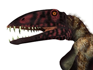 Prehistoric Reptile Drucke: Dimorphodon reptile head