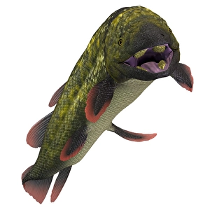 Prehistoric Fish Drucke: Dipterus prehistoric fish