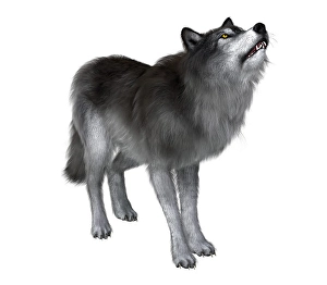 Grey Wolf Species Drucke: Dire wolf howling