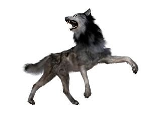Grey Wolf Species Drucke: Dire wolf howling, side view on white background
