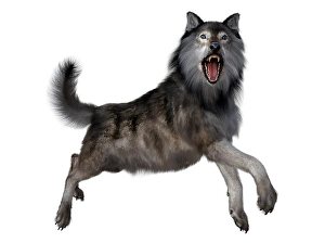Grey Wolf Species Drucke: Dire wolf leaping, side view on white background